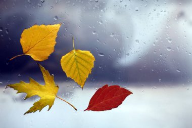 Hava yağmurlu bir arka plan üzerinde ıslak bir pencerede sonbahar yaprakları