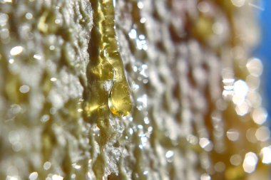 Düşen bal peteğini yakın planda tut. Yiyecek ve sağlıklı yiyecekler.