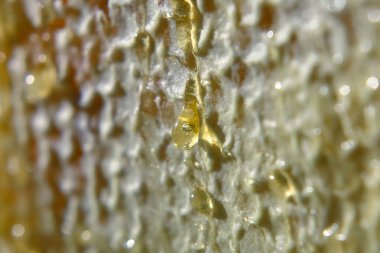 Düşen bal peteğini yakın planda bırak