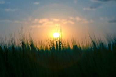 Güneşli bir günbatımı gökyüzünün arka planında büyüyen buğday silueti. Agronomi ve tarım. Gıda endüstrisi