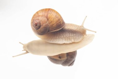 Helix pomatia. Şeffaf camdaki salyangozlar. Yumuşakça ve omurgasız. Lezzetli et ve gurme yemekleri.
