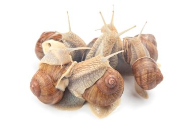Helix pomatia. Beyaz arka planda üzüm salyangozu. Yumuşakça ve omurgasız. Gurme protein et yemeği. Toplumda bireyin iletişimi