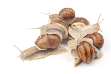 Helix pomatia. Beyaz arka planda üzüm salyangozu. Yumuşakça ve omurgasız. Gurme protein et yemeği. Toplumda bireyin iletişimi