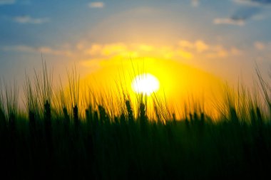 Güneşli bir günbatımı gökyüzünün arka planında büyüyen buğday silueti. Agronomi ve tarım. Gıda endüstrisi