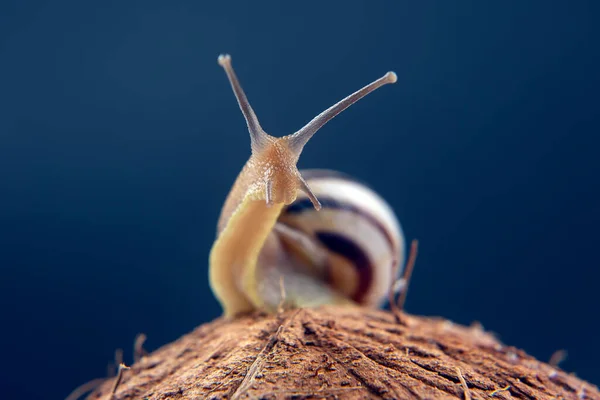 ヘリックス ポマティア 暗い背景のココナッツの上のブドウカタツムリ 軟体動物と無脊椎動物です グルメタンパク質肉料理 — ストック写真