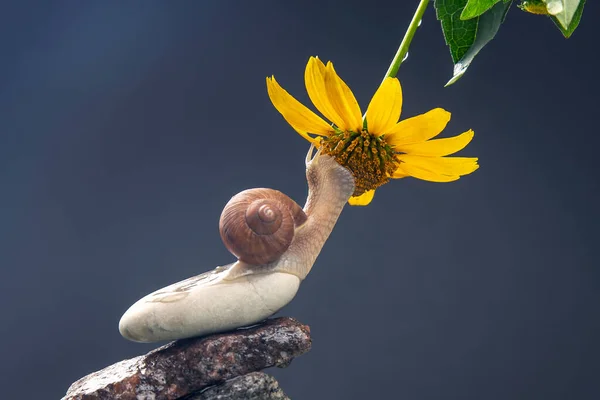 Helix pomatia. snail on a stone pyramid is drawn to the scent of a yellow flower. mollusc and invertebrate. delicacy meat and gourmet food.