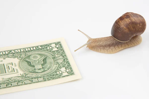 snails are moving towards their financial goal. slow and persistent struggle for success. finance and speed in business operation. metaphor and concept of successful business