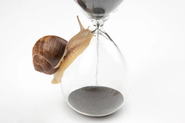 the snail crawls on the hourglass. time and stability. the transience of time and slowness in choosing success. the cyclical nature of life