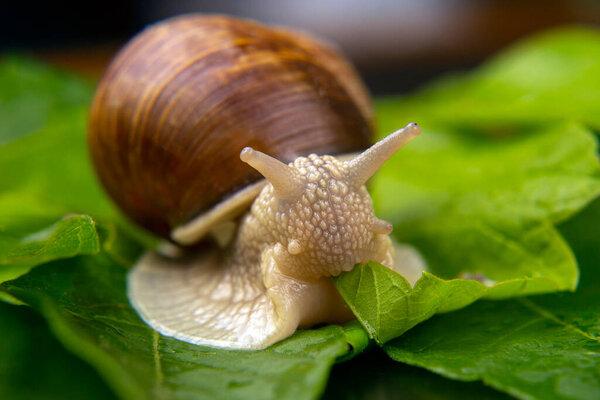 Helix pomatia. grape snail eats green leaves. mollusc and invertebrate. delicacy meat and gourmet food