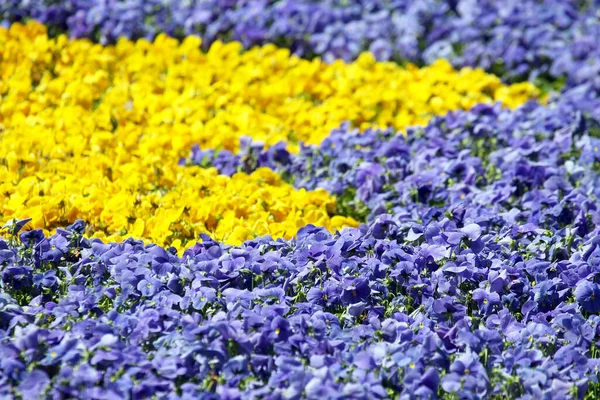 Flowerbed with different flowers pansies. Botany and flowers — Stock Image Flowerbed Different Flowers Pansies Botany Flowers Stock Photo