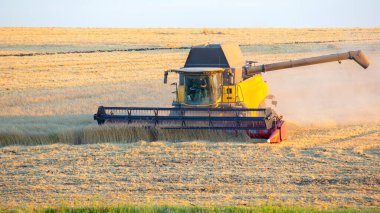 Hasat makinesi tarlada buğday hasat ediyor. Tahıl hazırlığı. tarım ve tarım sektörü