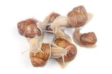 Helix pomatia. Beyaz arka planda üzüm salyangozu. Yumuşakça ve omurgasız. Gurme protein et yemeği. Toplumda bireyin iletişimi