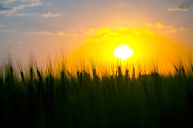 Güneşli bir günbatımı gökyüzünün arka planında büyüyen buğday silueti. Agronomi ve tarım. Gıda endüstrisi