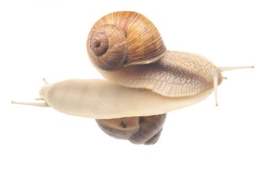 Helix pomatia. Şeffaf camdaki salyangozlar. Yumuşakça ve omurgasız. Lezzetli et ve gurme yemekleri.