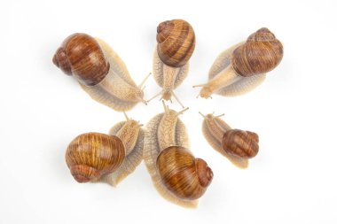Helix pomatia. Beyaz arka planda üzüm salyangozu. Yumuşakça ve omurgasız. Gurme protein et yemeği. Toplumda bireyin iletişimi