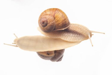 Helix pomatia. Şeffaf camdaki salyangozlar. Yumuşakça ve omurgasız. Lezzetli et ve gurme yemekleri.