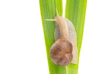 Helix pomatia. Üzüm salyangozu yeşil yapraklarda sürünüyor. Yumuşakça ve omurgasız. Lezzetli et ve gurme yemeği. Rahatlama
