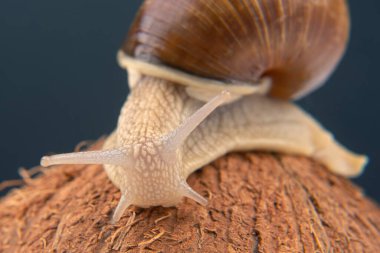 Helix pomatia. Hindistan cevizli salyangoz ve koyu bir arka plan. Yumuşakça ve omurgasız. Gurme protein et yemeği.. 