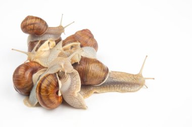 Helix pomatia. Beyaz arka planda üzüm salyangozu. Yumuşakça ve omurgasız. Gurme protein et yemeği. Toplumda bireyin iletişimi