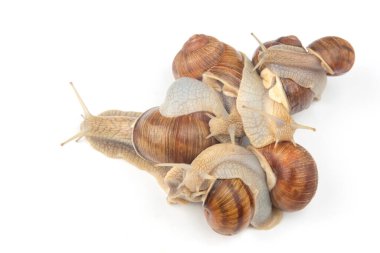 Helix pomatia. Beyaz arka planda üzüm salyangozu. Yumuşakça ve omurgasız. Gurme protein et yemeği. Toplumda bireyin iletişimi
