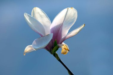 Çiçek açan bahar manolya çiçeğinin açık pembe kafası. Botanik ve çiçekler