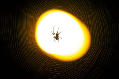 Gece bir ağ üzerinde oturan örümcek bir fenerin ışığı altında