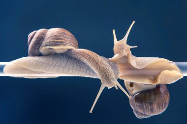Helix pomatia. Salyangozlar plastik tüpten sarkıyor. Yumuşakça ve omurgasız. Lezzetli et ve gurme yemekleri..