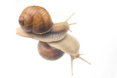 Helix pomatia. Şeffaf camdaki salyangozlar. Yumuşakça ve omurgasız. Lezzetli et ve gurme yemekleri.
