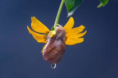 Helix pomatia. Salyangoz sarı bir çiçeğe asılır ve bir taç yaprağı yer. Yumuşakça ve omurgasız. Lezzetli et ve gurme yemekleri.. 