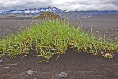 İzlanda 'daki dağların arka planında çimenler siyah volkanik kumda yetişir.