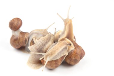 Helix pomatia. Beyaz arka planda üzüm salyangozu. Yumuşakça ve omurgasız. Gurme protein et yemeği. Toplumda bireyin iletişimi