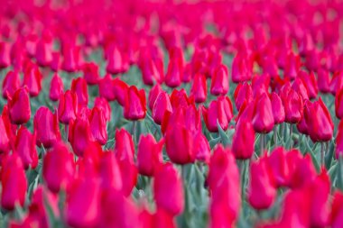 Çiçek açan büyük kırmızı laleler. çiçekler ve botanik