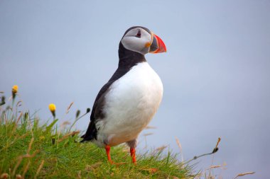 Paffin kuşu İzlanda 'da çimlerin üzerinde