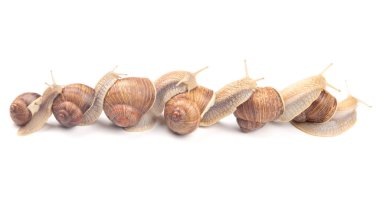 Helix pomatia. Beyaz arka planda üzüm salyangozu. Yumuşakça ve omurgasız. Gurme protein et yemeği. Toplumda bireyin iletişimi