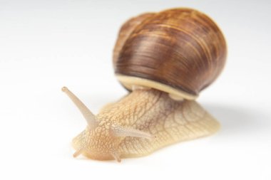 Helix pomatia. Beyaz arka planda üzüm salyangozu. Yumuşakça ve omurgasız. Lezzetli et ve gurme yemekleri..