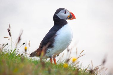 Paffin kuşu İzlanda 'da çimlerin üzerinde