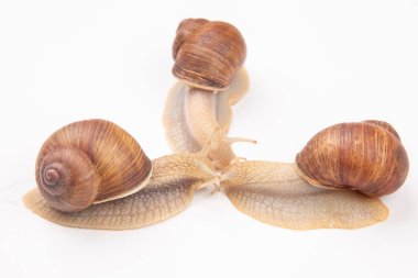 Helix pomatia. Beyaz arka planda üzüm salyangozu. Yumuşakça ve omurgasız. Gurme protein et yemeği. Toplumda bireyin iletişimi