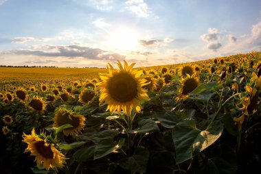 Güneşli bulutlu bir gökyüzünün arka planında çiçek açan büyük bir tarla. Tarım, tarım.