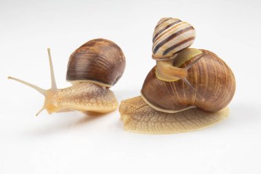 Helix pomatia. Beyaz arka planda üzüm salyangozu. Yumuşakça ve omurgasız. Gurme protein et yemeği. Toplumda bireyin iletişimi