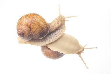 Helix pomatia. Şeffaf camdaki salyangozlar. Yumuşakça ve omurgasız. Lezzetli et ve gurme yemekleri.. 
