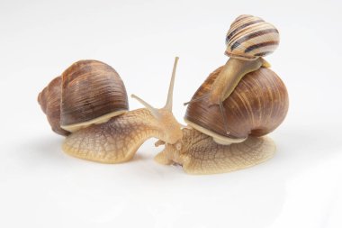 Helix pomatia. Beyaz arka planda üzüm salyangozu. Yumuşakça ve omurgasız. Gurme protein et yemeği. Toplumda bireyin iletişimi
