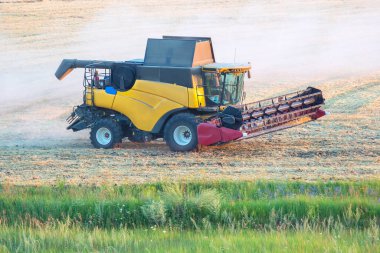 Hasat makinesi tarlada buğday hasat ediyor. Tahıl hazırlığı. tarım ve tarım sektörü