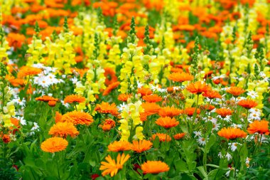 Çiçek tarlasında farklı çiçekler var.