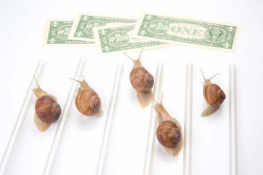 Finansal refahı elde etmek için hız. Salyangozlar finiş çizgisine parayla koşar. İlerleme ve azim bu işte. iş ilişkisi rekabet metaforu