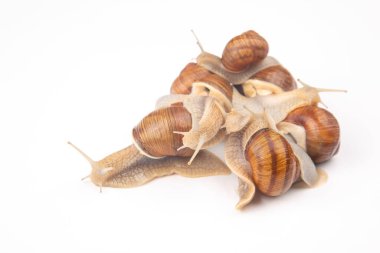 Helix pomatia. Beyaz arka planda üzüm salyangozu. Yumuşakça ve omurgasız. Gurme protein et yemeği. Toplumda bireyin iletişimi