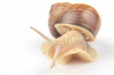Helix pomatia. Beyaz arka planda üzüm salyangozu. Yumuşakça ve omurgasız. Lezzetli et ve gurme yemekleri..