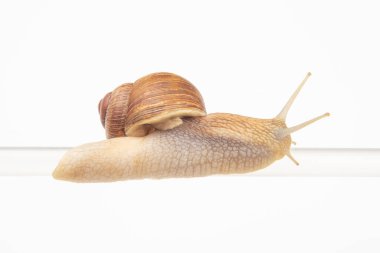 Helix pomatia. Salyangozlar plastik tüpten sarkıyor. Yumuşakça ve omurgasız. Lezzetli et ve gurme yemekleri..