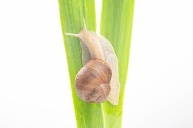 Helix pomatia. Üzüm salyangozu yeşil yapraklarda sürünüyor. Yumuşakça ve omurgasız. Lezzetli et ve gurme yemeği. Rahatlama