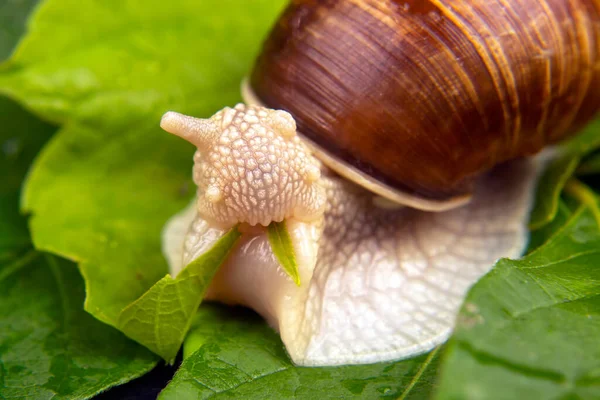 螺旋石榴 蜗牛吃绿叶 软体动物和无脊椎动物 美味的肉和美味的食物 — 图库照片