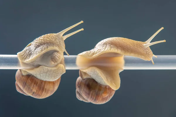 Helix Pomatia Slakken Hangen Aan Een Plastic Buis Romantiek Het — Stockfoto